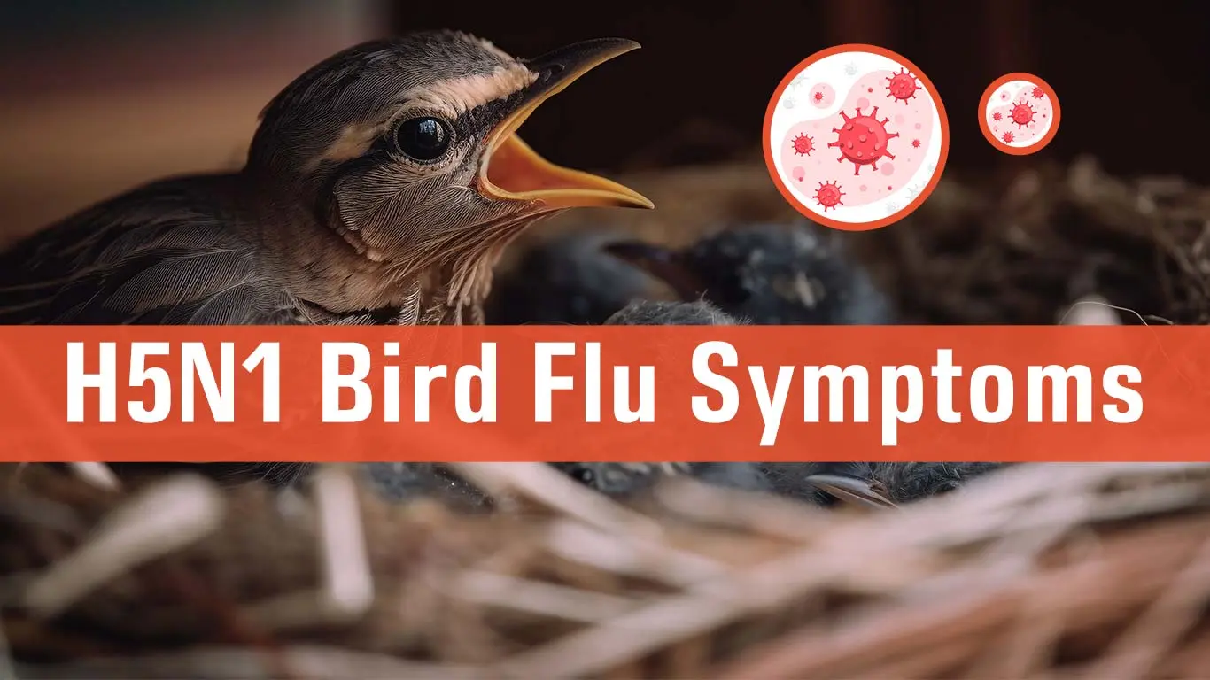 H5N1 Bird Flu Early Signs And Symptoms In Detail