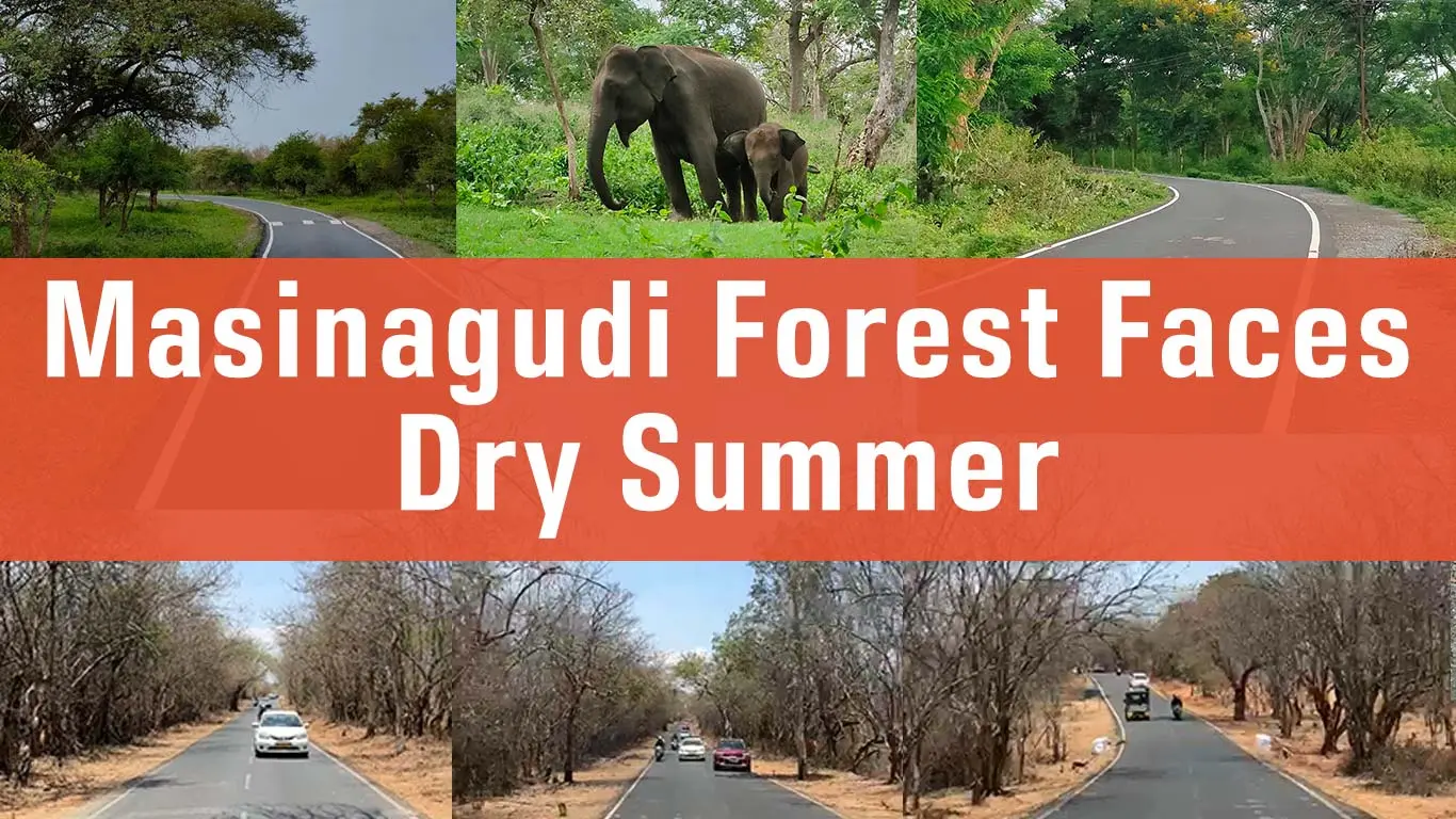 Masinagudi Forest Faces Dry Summer, Forest Department Takes Action