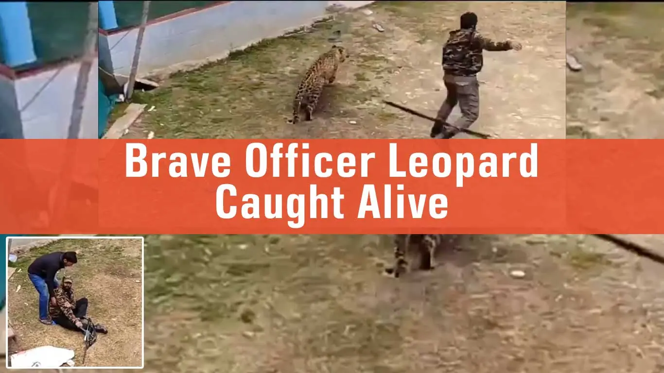 Viral Video: Brave Forest Officer Captures Leopard Alive In Kashmir