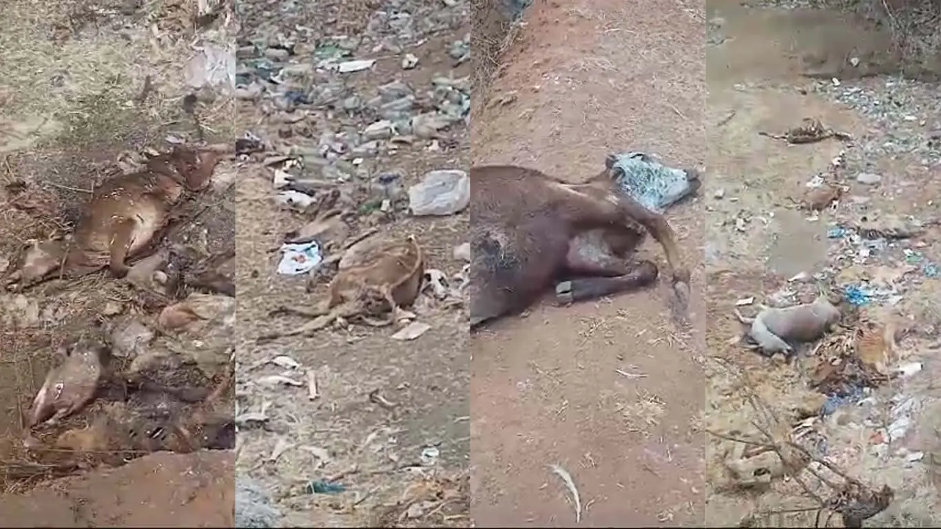 Deadly Summer: Farmers Face Financial Ruin as Cattle Die In Masinagudi