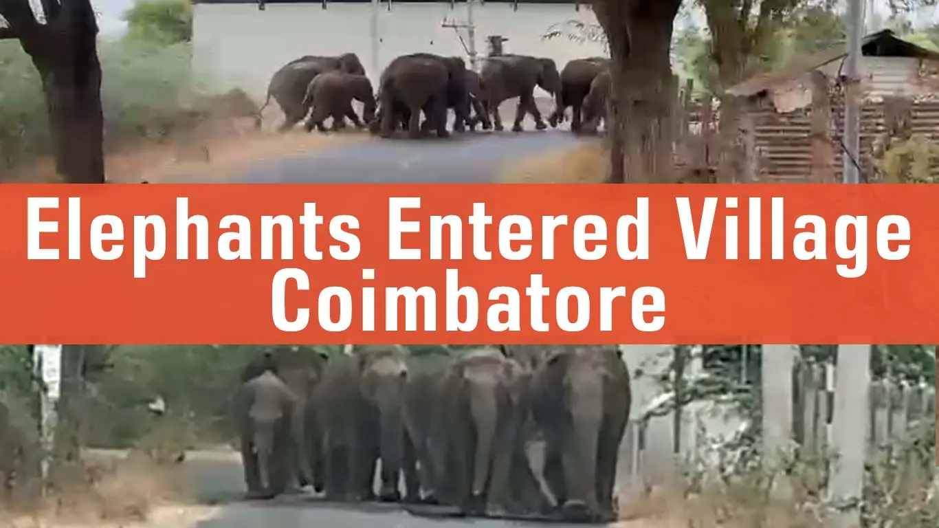 Herd Of Elephants Entered Village In Thondamuthur Coimbatore