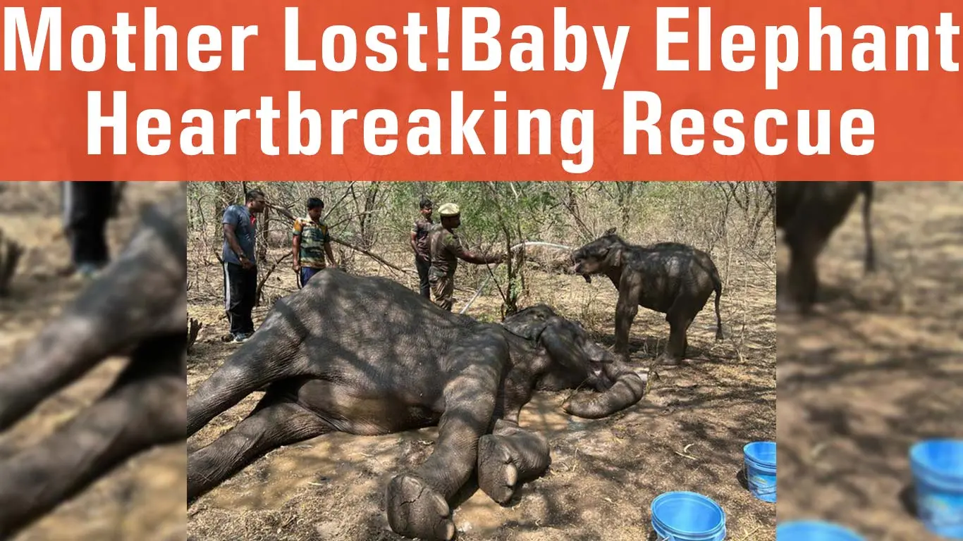 Mother Elephant Death in Sathyamangalam, Orphaned Calf Situation