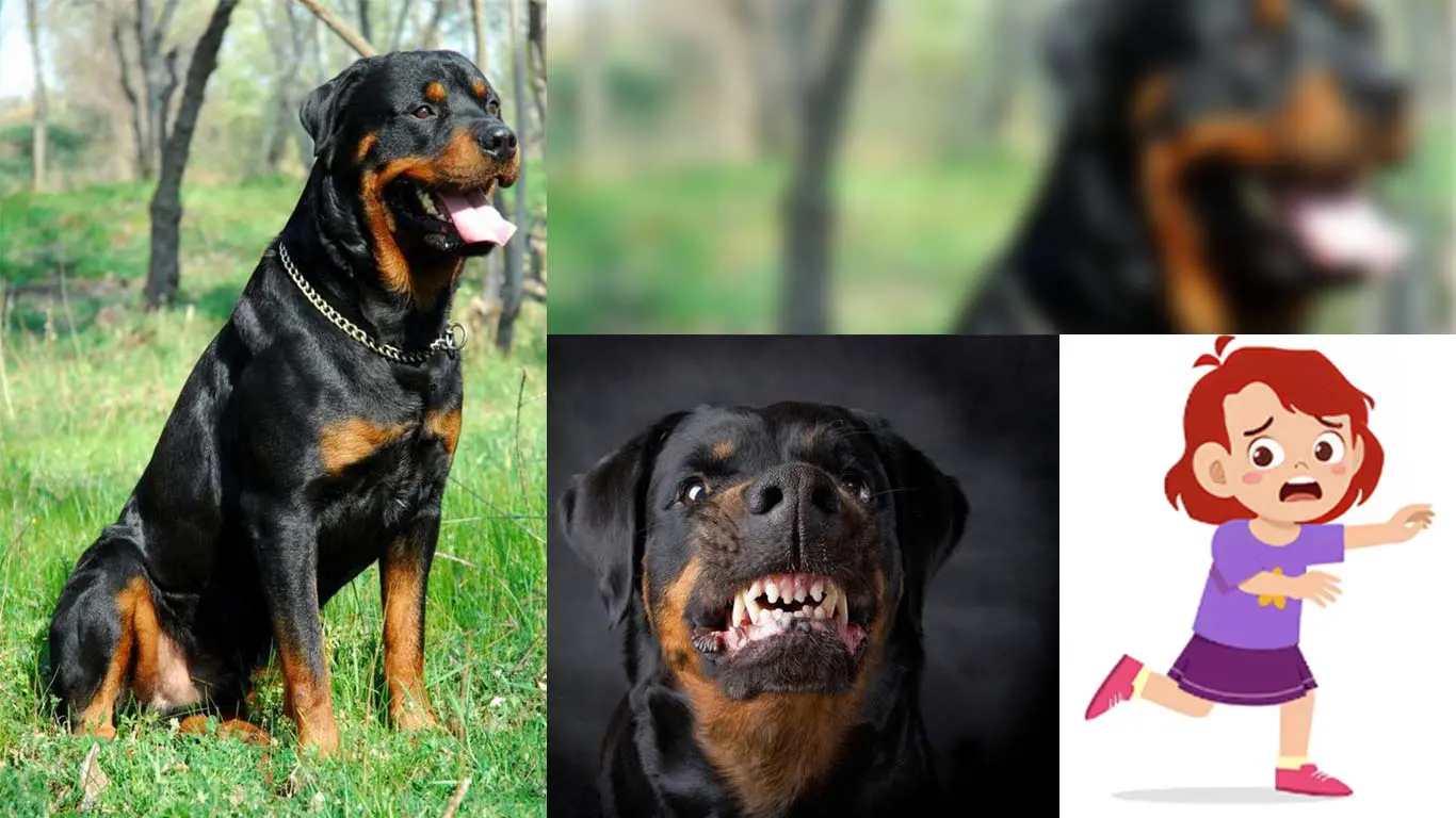 Chennai: 2 Rottweiler Dogs Attacked 5-Year-Old, Owner Arrested