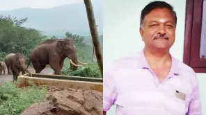 Coimbatore: Bharathiar University Security Killed By Elephant