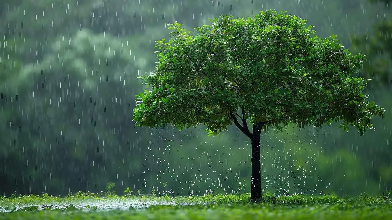 Weather Report: 5 Districts Expect Rain Today In Tamil Nadu