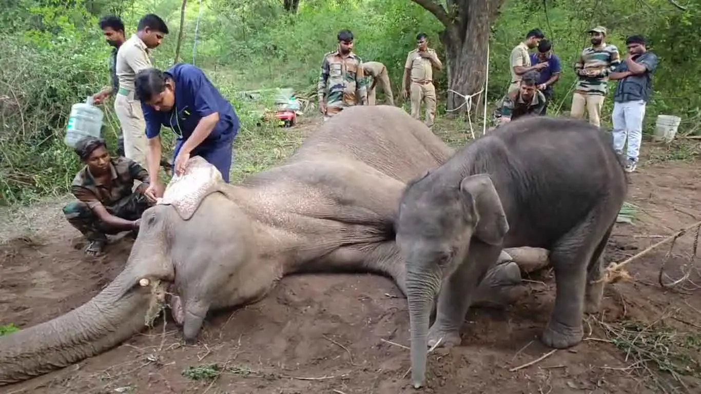 Marudhamalai: Mother Elephant Returns To Forest After Treatment