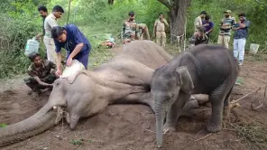 Marudhamalai: Mother Elephant Returns To Forest After Treatment