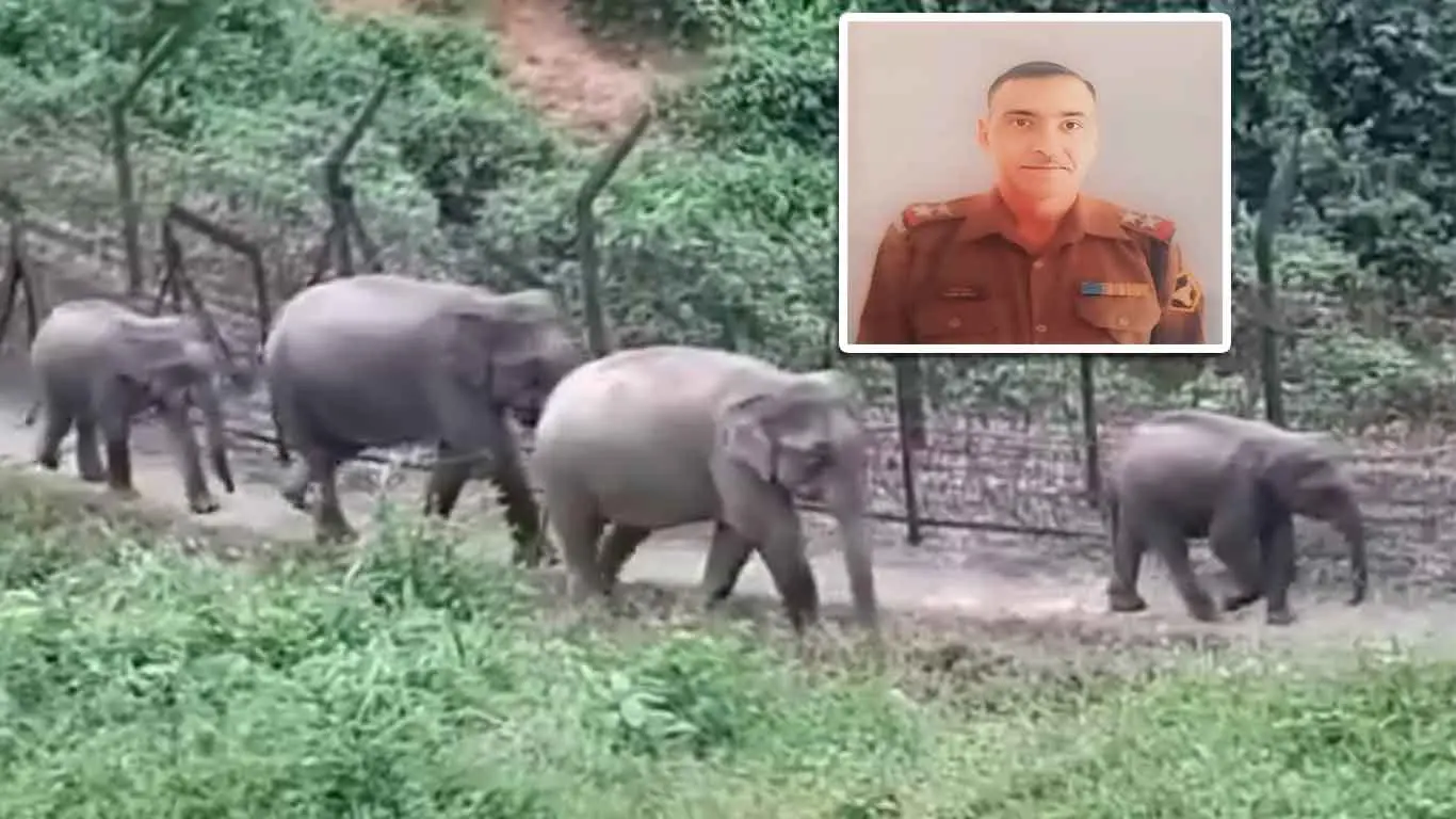 Meghalaya: Elephant Herd Kills BSF Officer in West Garo Hills