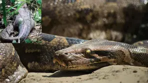 Missing Woman Found Inside Python Belly in Indonesia
