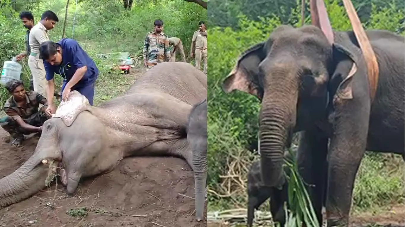 Marudhamalai: Sick Mother Elephant Rescued But Calf Missing