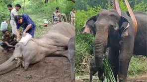 Marudhamalai: Sick Mother Elephant Rescued But Calf Missing