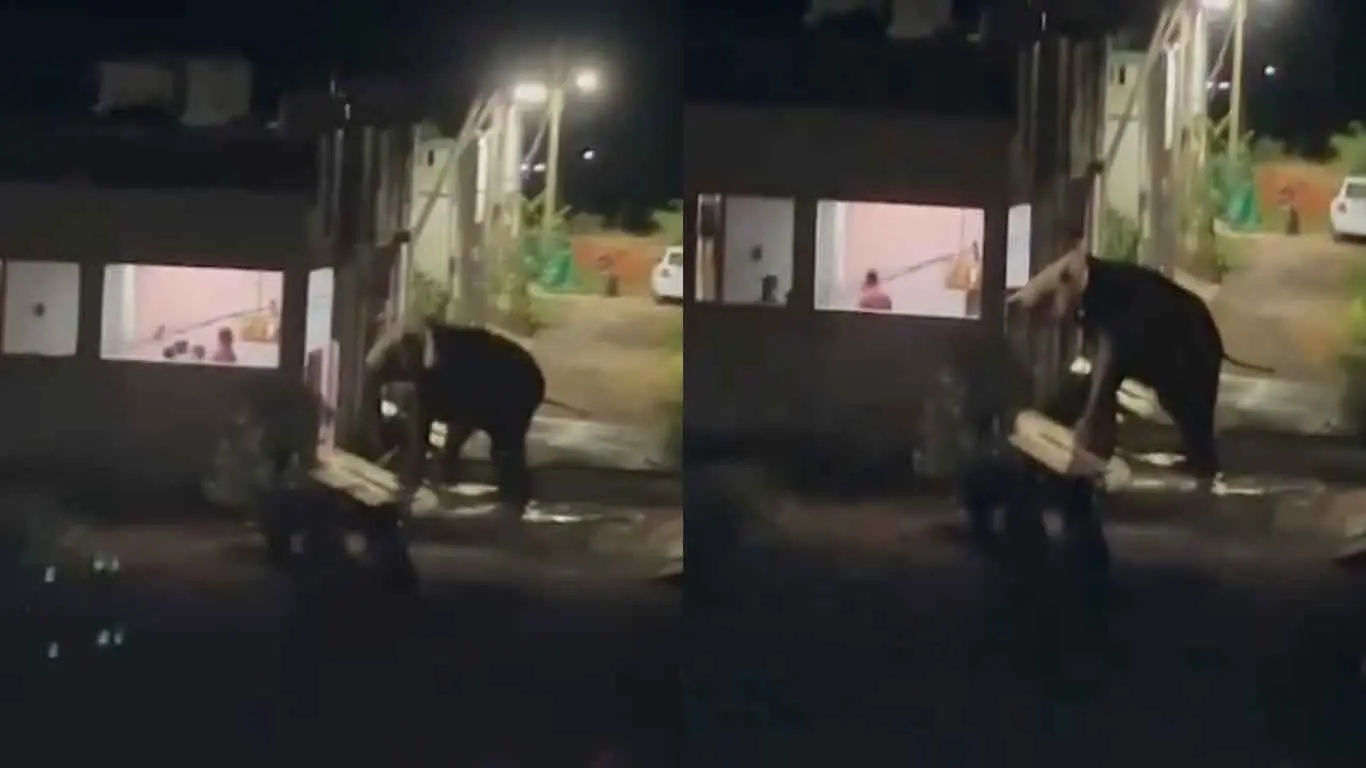 Wild Elephants Attack Homes in Coimbatore Viral Video