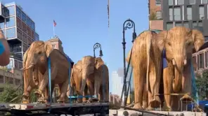 From Nilgiris to New York The Great Elephant Migration
