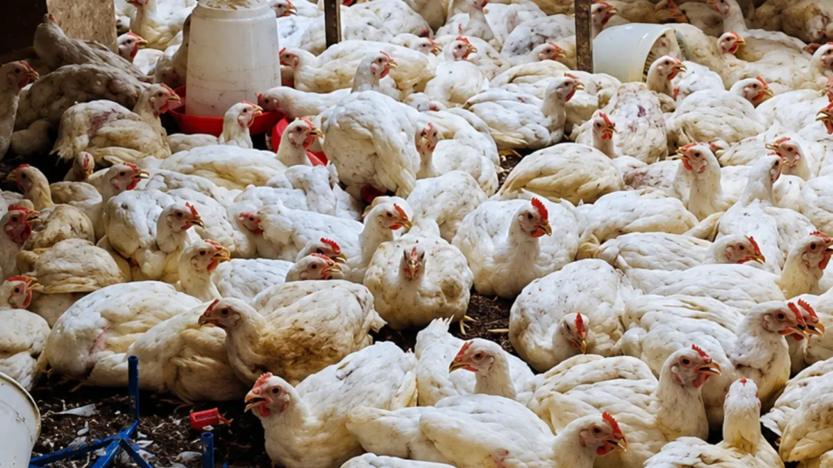Poultry trade Halt