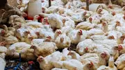 Poultry trade Halt