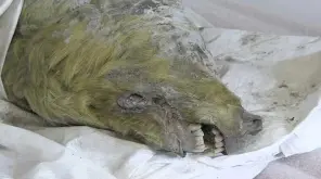 40000 year old Wolf's head preserved in ice is found in Russia