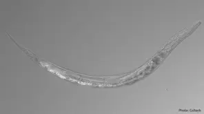 three sex worms in California Mono lake