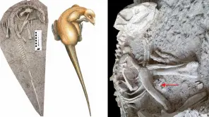 Perfectly preserved skeleton of Changmiania Liaoningensis and an artist impression. (Drawing: Carine Ciselet)