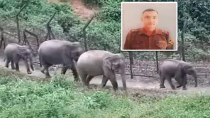 Meghalaya Elephant Attack